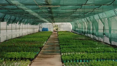 How to Shade Plants From the Sun